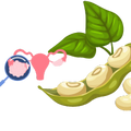 Logo for Soy Isoflavones for PCOS