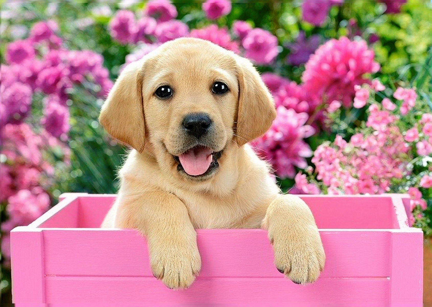 Labrador Puppy in Pink Box CS2414 Crafting Spark Diamond Painting Kit-0