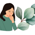 Eucalyptus for Cough Relief