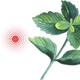 Peppermint for Headache and Migraine